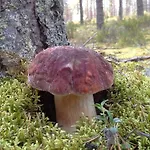 Valteri Enonkoski