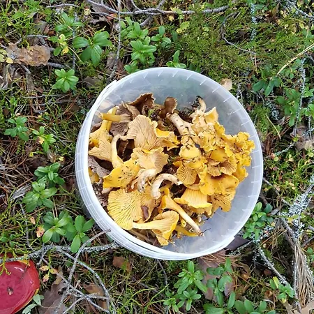 Valteri Enonkoski